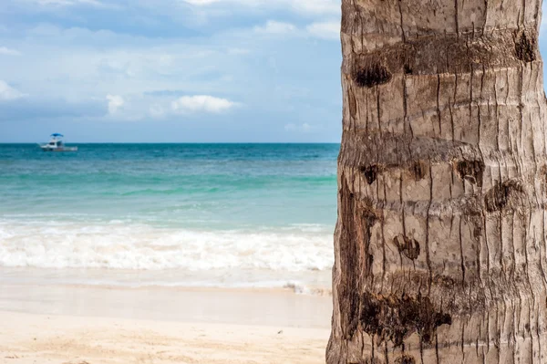 Pálmafa a strandon — Stock Fotó