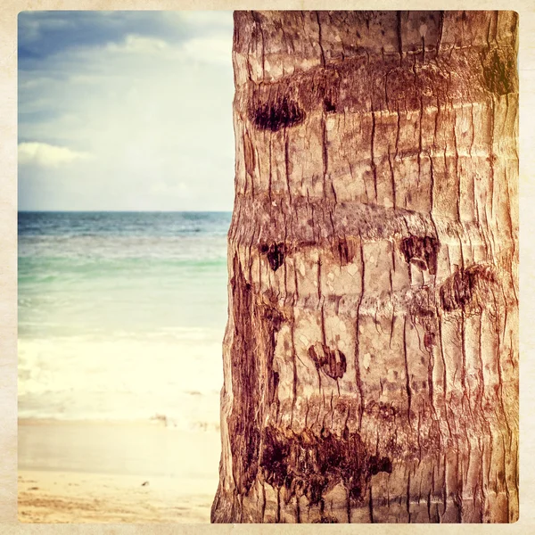 Palm Tree, instagram stlye — Stockfoto