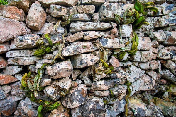 Cactus et plantes poussant sur le mur — Photo