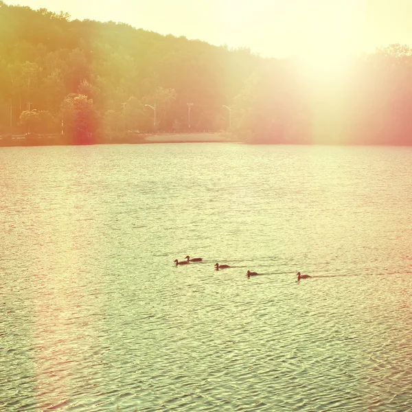 Pond in autumn with swimming ducks in water — Stock Photo, Image