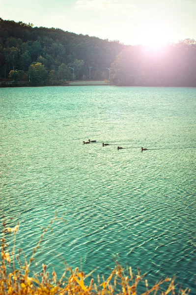 Pond in autumn with swimming ducks — Stock Photo, Image