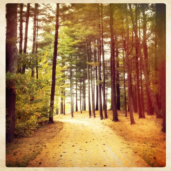 Traumhafter Fußweg in den Wald — Stockfoto