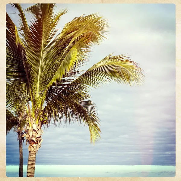 Palmiye ağacı, instagram stili — Stok fotoğraf
