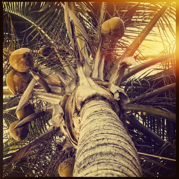 Пальмовое дерево в стиле инстаграм — стоковое фото