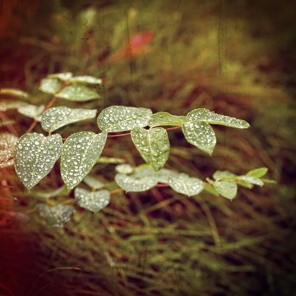 Plantas molhadas, estilo filtro instagram — Fotografia de Stock
