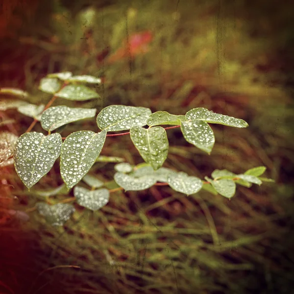 Natte planten, instagram filter stijl — Stockfoto