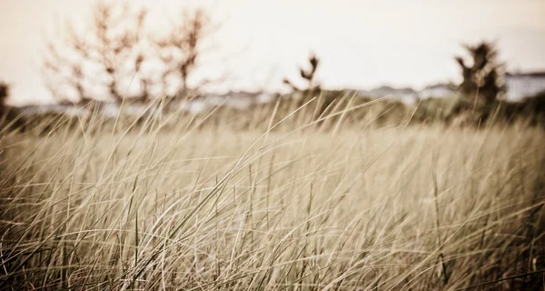 Dlouhá pobřežní trávy ve večerním slunci — Stock fotografie