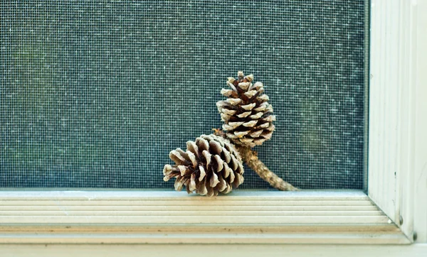 Pinecones sitting on outside of a window — Stock Photo, Image
