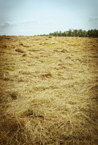 Harvested hay field — Stock Photo, Image