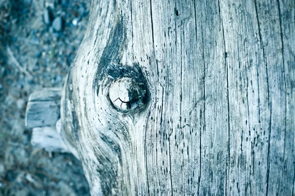 Tronco de árvore morta no litoral — Fotografia de Stock