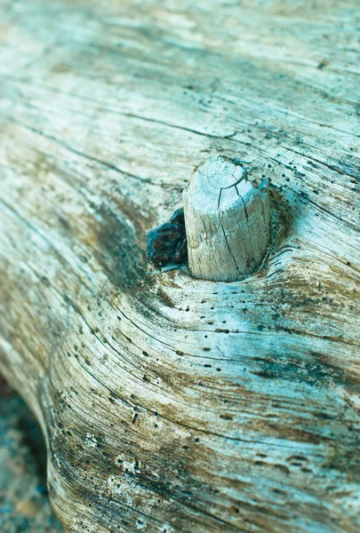Tronco de árvore morta no litoral — Fotografia de Stock