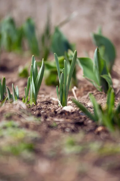 Plant sprouting in spring — Stock Photo, Image