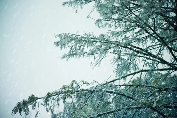 Śnieg drzewa pokryte wieje wiatr — Zdjęcie stockowe