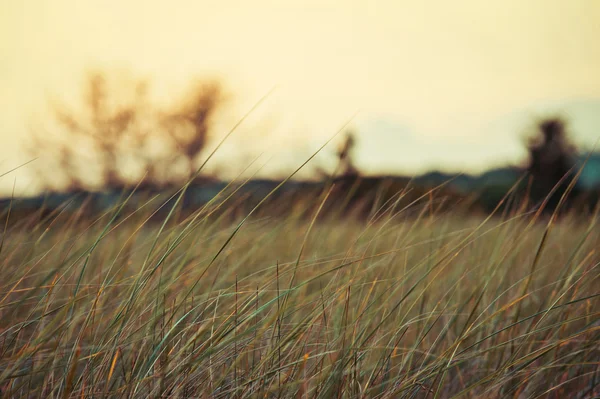 Long coastal grass in the evening sun — Stock Photo, Image