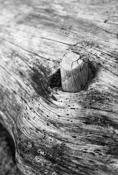 枯木 — 图库照片