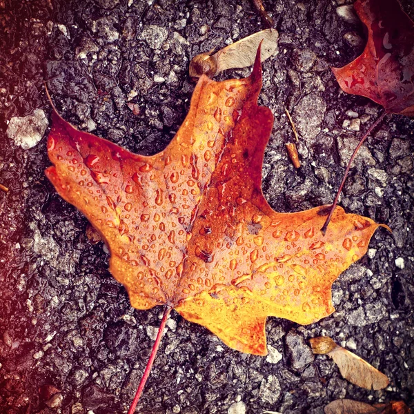 Hoja de otoño sobre hormigón, estilo de filtro instagram — Foto de Stock