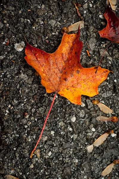 Foglia d'autunno su calcestruzzo — Foto Stock