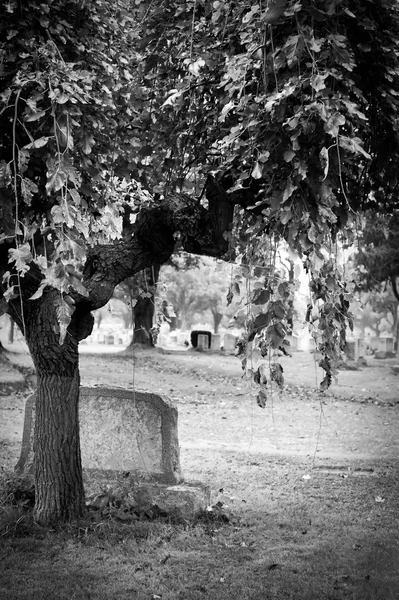 Cemitério de outono em preto e branco — Fotografia de Stock