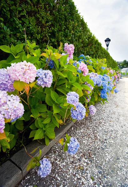 Hortênsias — Fotografia de Stock