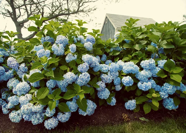 Vintage Hydrangea Flowers — Stock Photo, Image