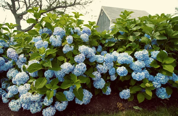 Vintage Hydrangea Flowers — Stock Photo, Image