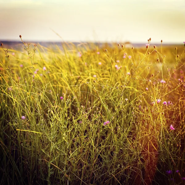 Dünengras und Wildblumen — Stockfoto