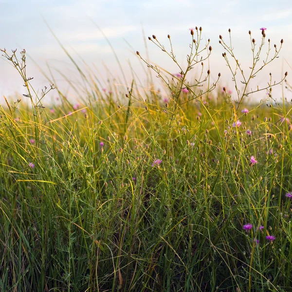 Hierba de dunas y flores silvestres — Foto de Stock