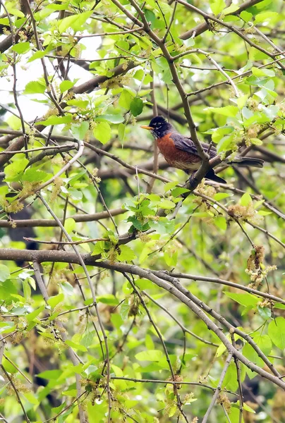 Американский Робин (turdus migratorius) — стоковое фото