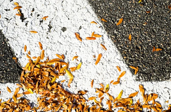 Small orange leaves on pavement — Stock Photo, Image