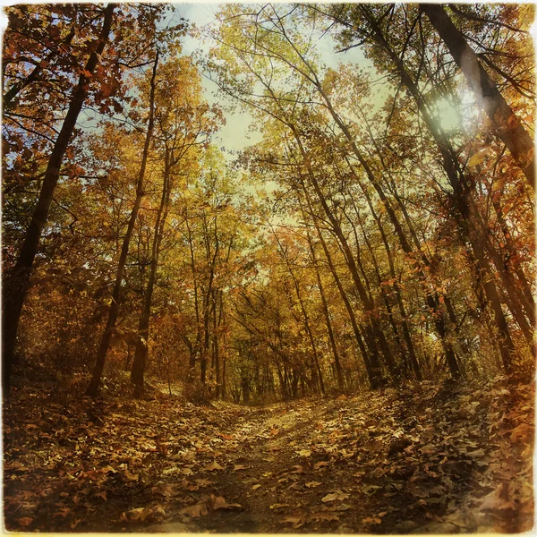 Camino del bosque en otoño, estilo instagram — Foto de Stock