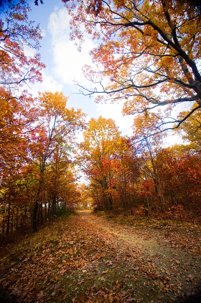 Sentier en automne — Photo