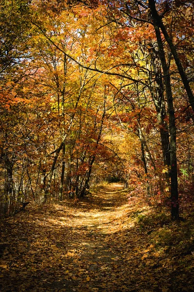 Scène automnale d'un sentier forestier aux arbres colorés — Photo