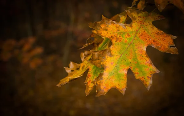 Foglia d'arancio morente in autunno — Foto Stock