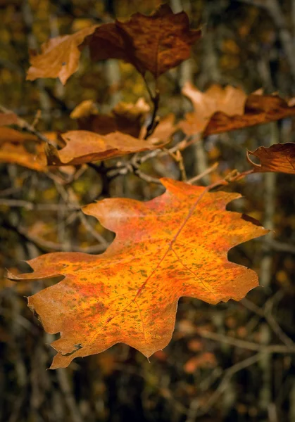 Hoja naranja moribunda en otoño —  Fotos de Stock