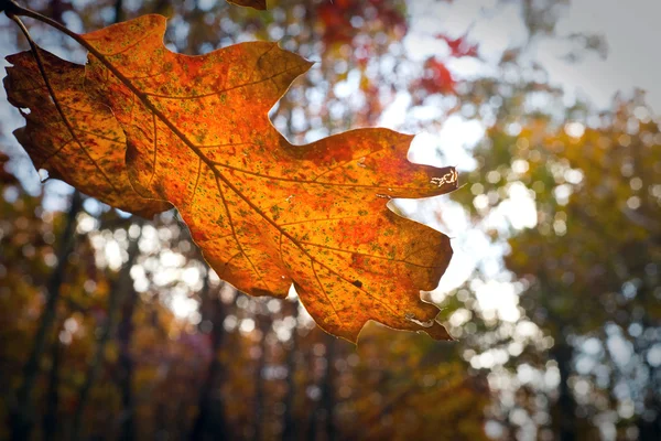 Πεθαίνοντας πορτοκαλί φύλλα το φθινόπωρο — Φωτογραφία Αρχείου