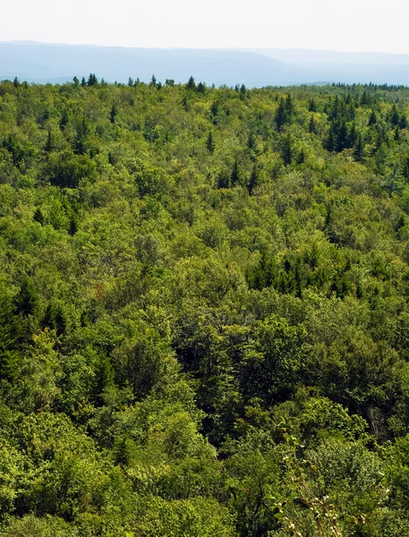 Tät skog — Stockfoto