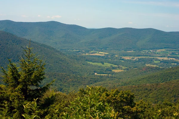 Monte greylock göster