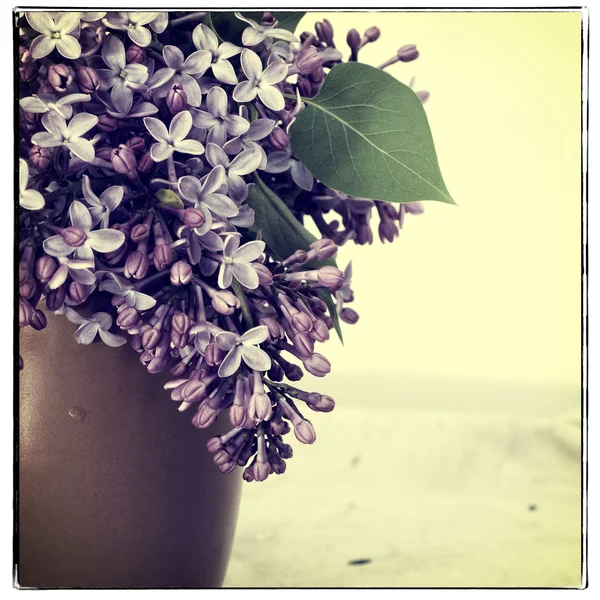 Lilacs, instagram filter style — Stock Photo, Image