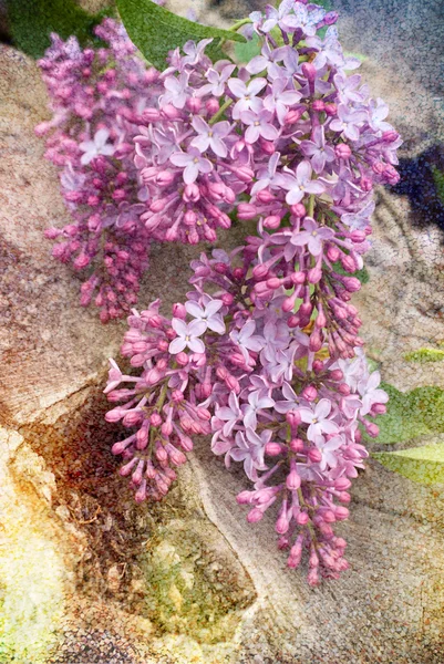 一群紫丁香 — 图库照片