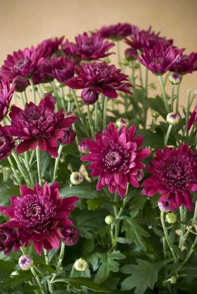 Roze chrysanten — Stockfoto