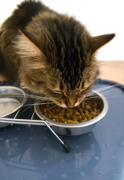 Cat eating dry feed — Stock Photo, Image