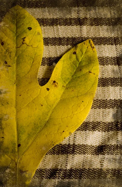 Leaf on fabric — Stock Photo, Image