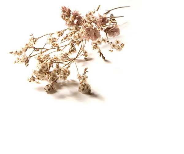 Dried flowers — Stock Photo, Image