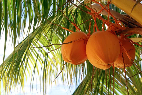 Cocos en palmera — Foto de Stock