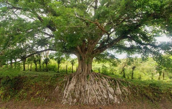 Sistema de raiz de árvore — Fotografia de Stock