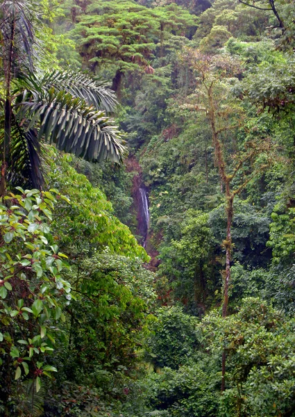 Dichte regenwoud milieu — Stockfoto