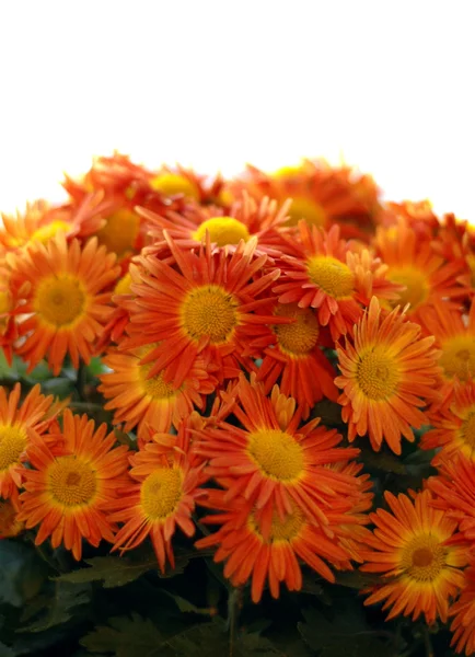 Bouquet of orange flowers — Stock Photo, Image