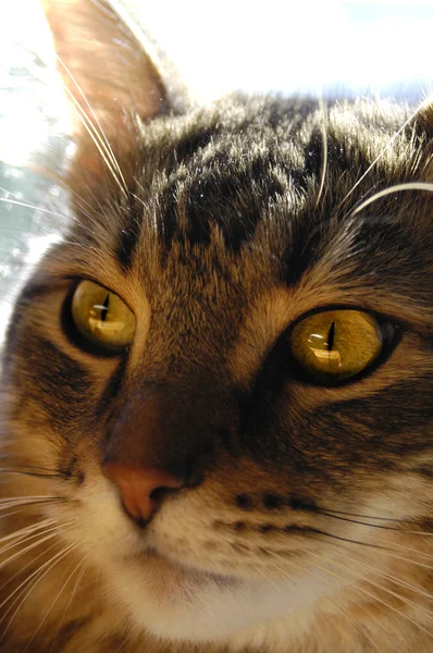 Cara de gato Maine coon — Fotografia de Stock