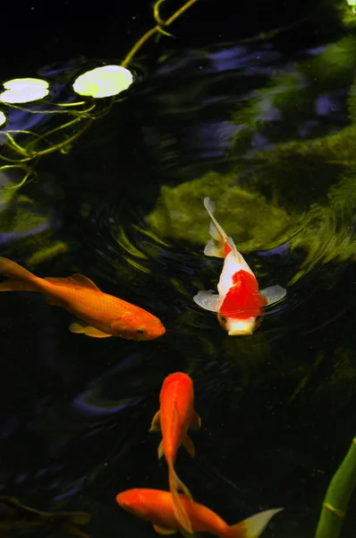 Outdoor fish pond — Stock Photo, Image