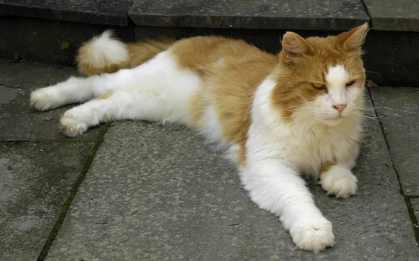 Katt liggande på gatan — Stockfoto